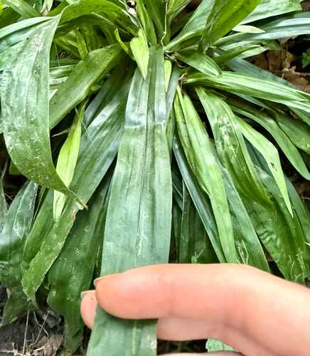 Carex albursina, photograph 2