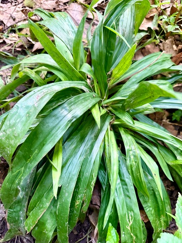 Carex albursina
