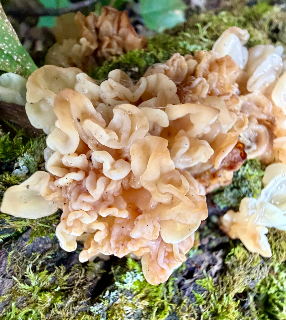 white jelly fungus · September 2026 · photo: Photo: (c) sofi v, some rights reserved (CC BY) · iNaturalist