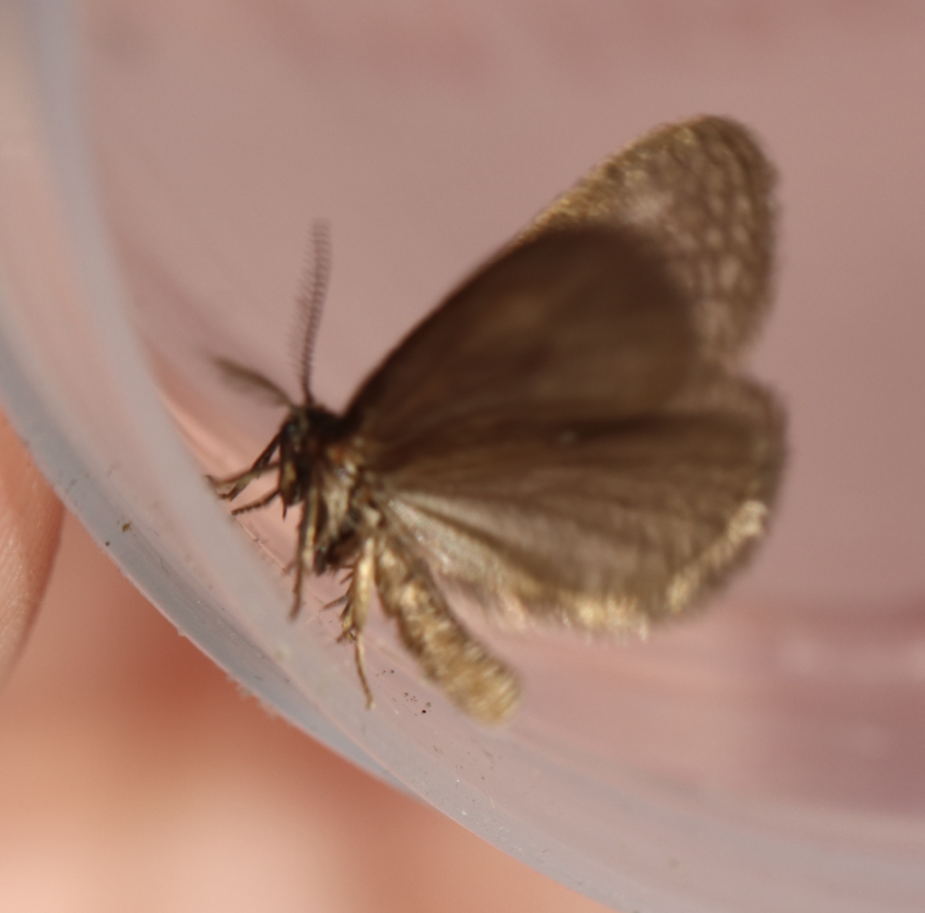 Bijugis bombycella