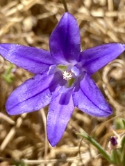 Brodiaea terrestris kernensis