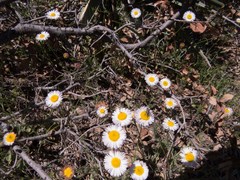 Erigeron tracyi