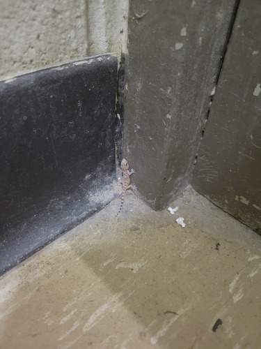 Mediterranean House Gecko
