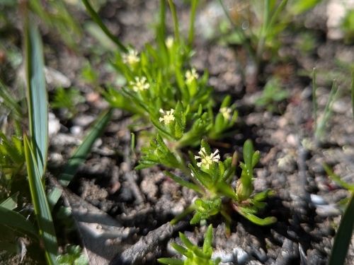 Common Bow-flower