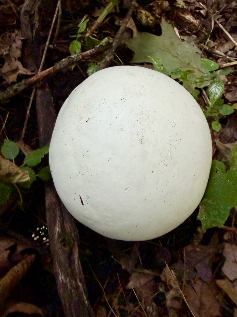 giant puffball · September 2026 · photo: Photo: (c) sofi v, some rights reserved (CC BY) · iNaturalist