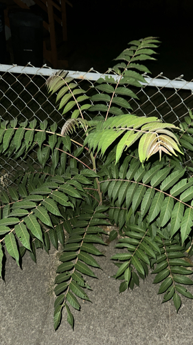 tree-of-heaven