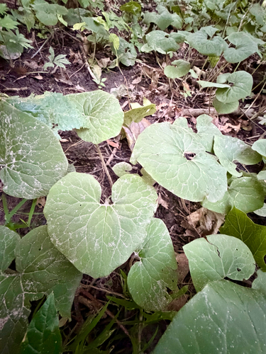 Asarum canadense, photograph 3