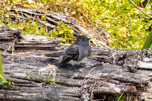 Black Phoebe