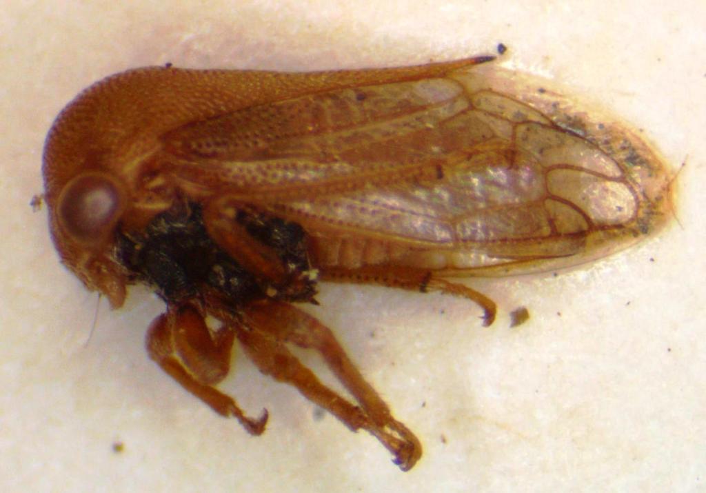 Procyrta pectoralis