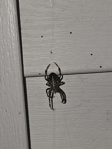 Cross Orbweaver