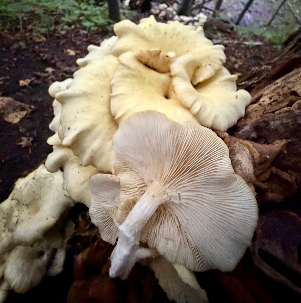 Golden Oyster Mushroom · September 2026 · photo: Photo: (c) sofi v, some rights reserved (CC BY) · iNaturalist