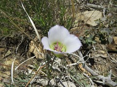 Calochortus ambiguus