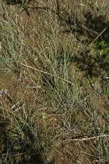 Equisetum variegatum