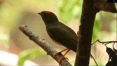 Chiroxiphia linearis