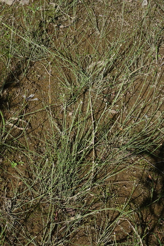 Equisetum variegatum, photograph 2