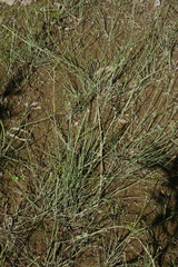 Equisetum variegatum, photograph (c) Oleg Kosterin, some rights reserved (CC BY)