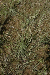 Equisetum variegatum, photograph (c) Oleg Kosterin, some rights reserved (CC BY)