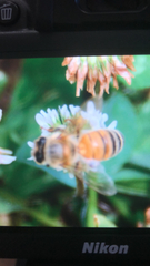 Apis mellifera