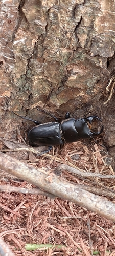 Hope's Stag Beetle