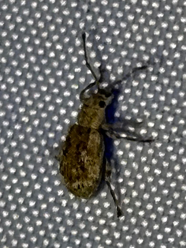 Peach Root Weevil
