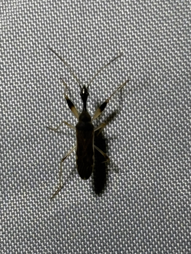 Long-necked Seed Bug