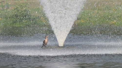 Double-crested Cormorant