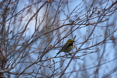 Setophaga virens image