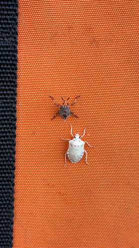 Brown Marmorated Stink Bug