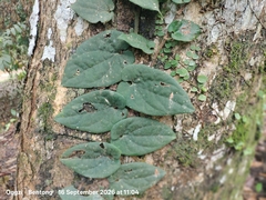 Ficus villosa