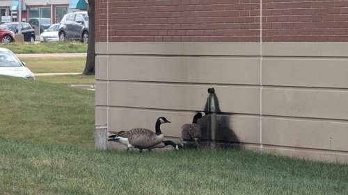Canada Goose