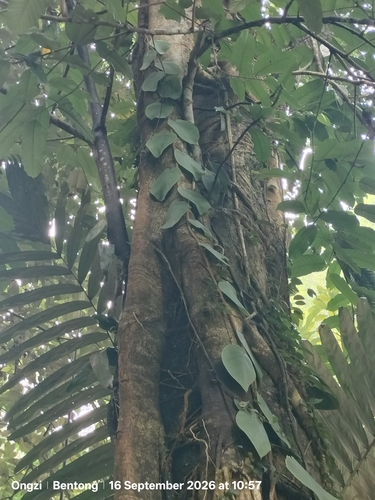 Foto de Jiboia