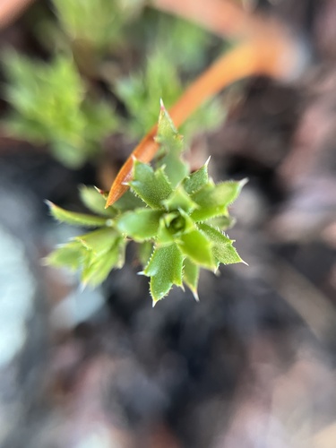 Prickly Saxifrage