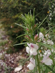 Misopates calycinum