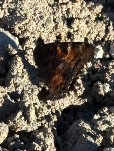 California Tortoiseshell