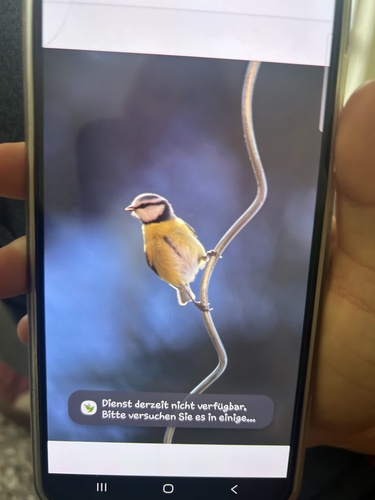 Eurasian Blue Tit