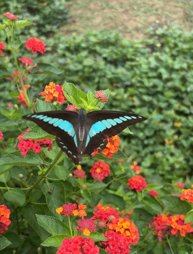 Common Bluebottle