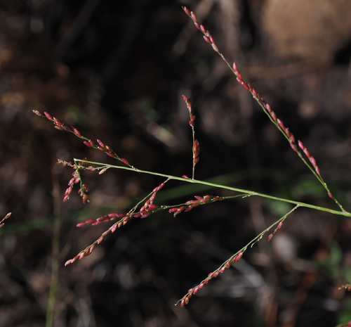 Zuloagaea bulbosa observed 2026-09-08