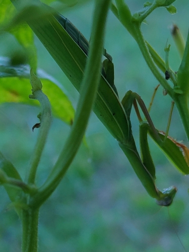 European Mantis