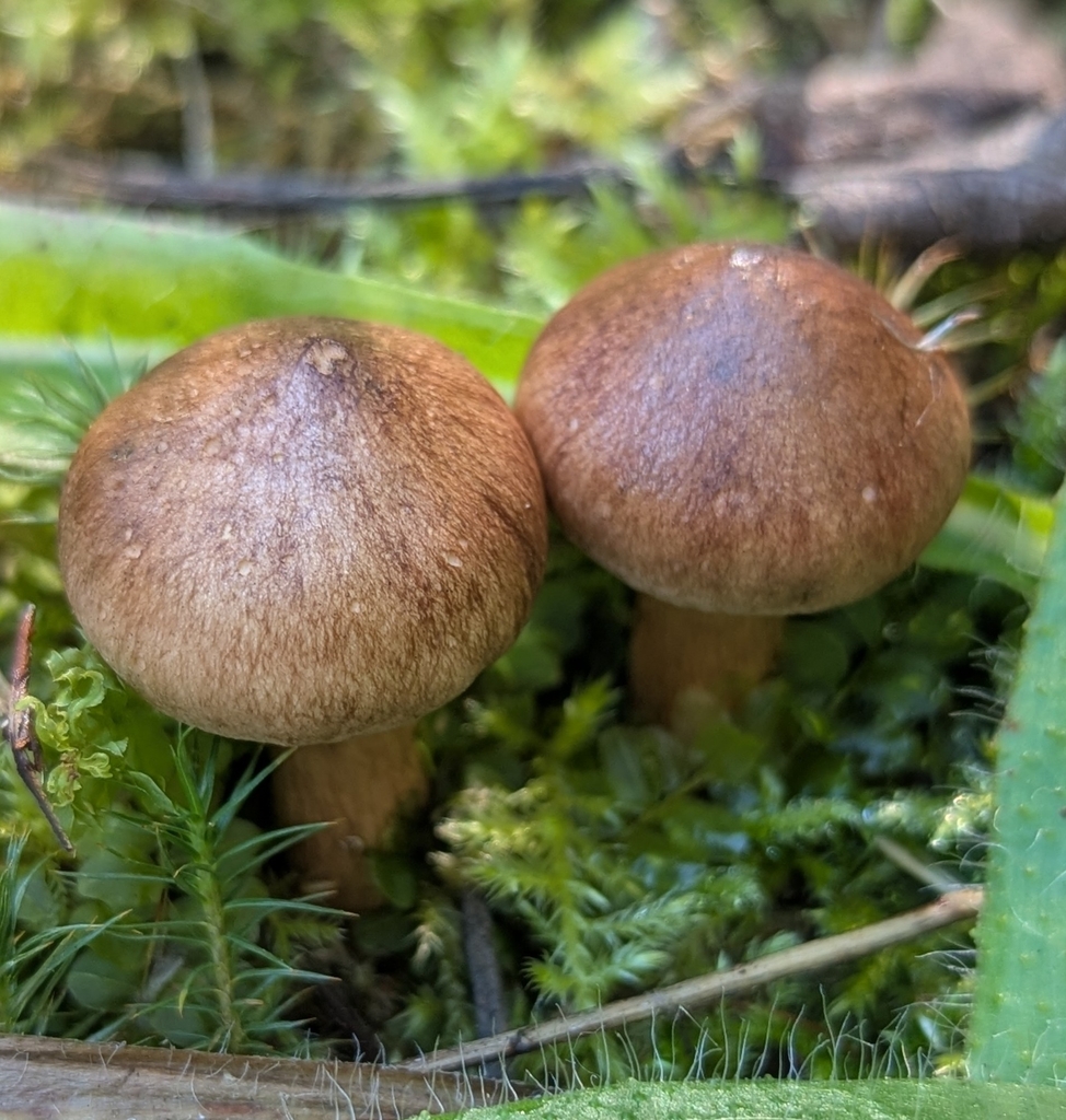 russet scaly tricholoma · September 2026 · photo: Photo: no rights reserved · iNaturalist