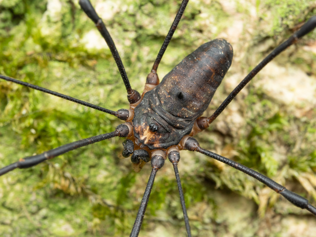 Thunberg's harvestmen