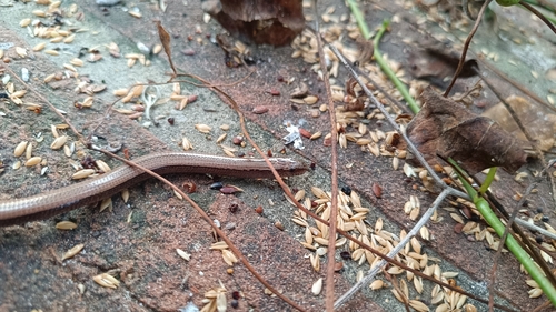 Italian Slowworm