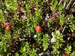Vaccinium macrocarpon, photograph (c) geosesarma, some rights reserved (CC BY)