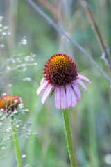 Echinacea atrorubens