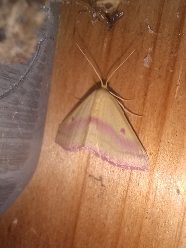 Chickweed Geometer Moth