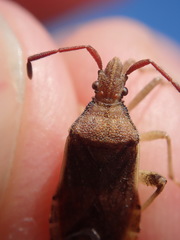 Ceraleptus lividus