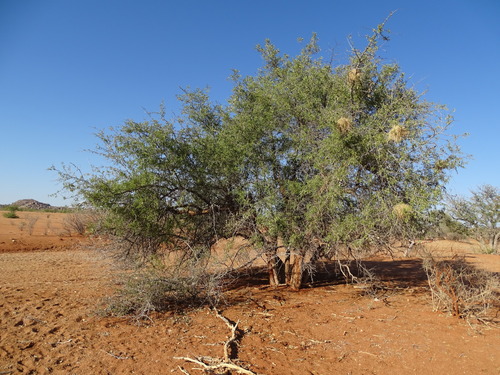 Ziziphus mucronata image