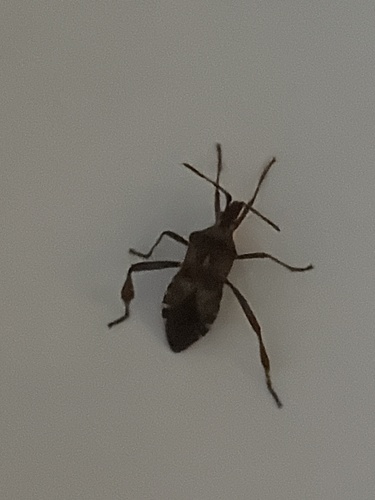 Western Conifer Seed Bug
