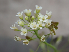 Capsella bursa-pastoris