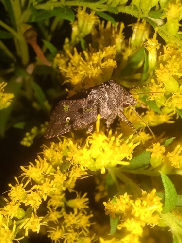 Bristly Cutworm Moth