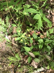 Taenidia integerrima